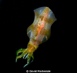 Swimming Cuttle Fish.  We had an amazing night dive with ... by David Mackenzie 